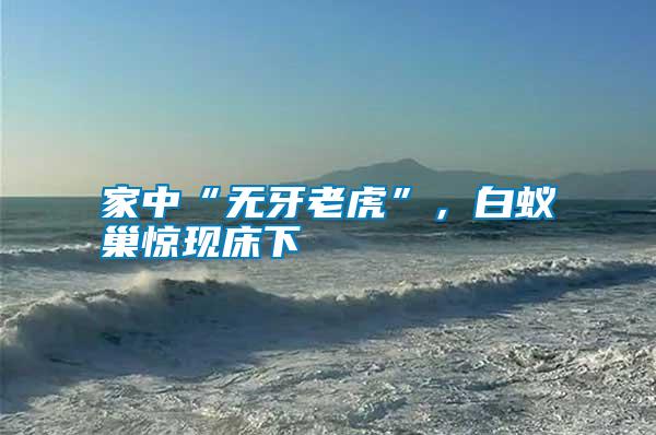 家中“無牙老虎”，白蟻巢驚現床下