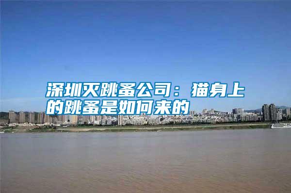 深圳滅跳蚤公司:貓身上的跳蚤是如何來(lái)的