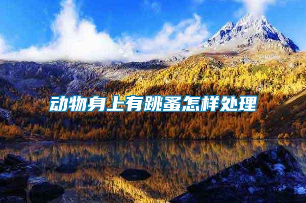 動(dòng)物身上有跳蚤怎樣處理