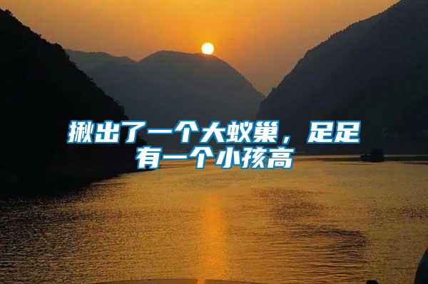 揪出了一個(gè)大蟻巢,足足有一個(gè)小孩高