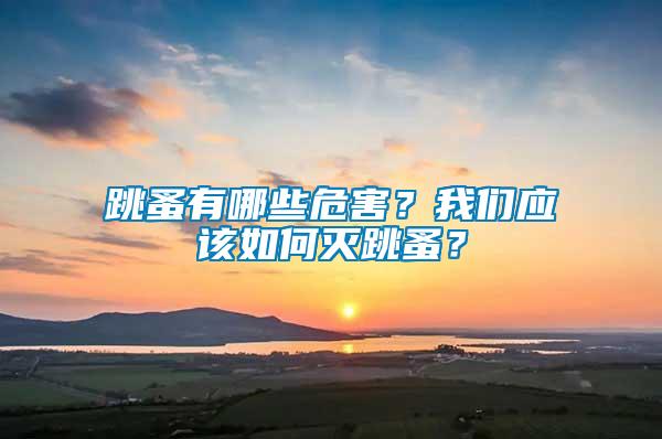 跳蚤有哪些危害？我們應該如何滅跳蚤？