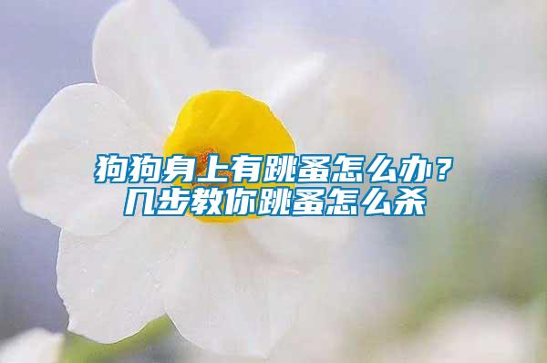狗狗身上有跳蚤怎么辦?幾步教你跳蚤怎么殺