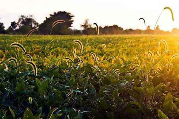 深圳殺蟑螂公司對蟑螂的調查(一)