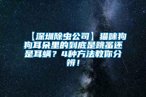 【深圳除蟲公司】貓咪狗狗耳朵里的到底是跳蚤還是耳螨?4種方法教你分辨!