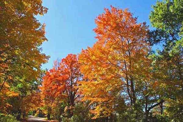 深圳除蟲:你家多久除蟲一次