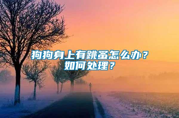 狗狗身上有跳蚤怎么辦？如何處理？