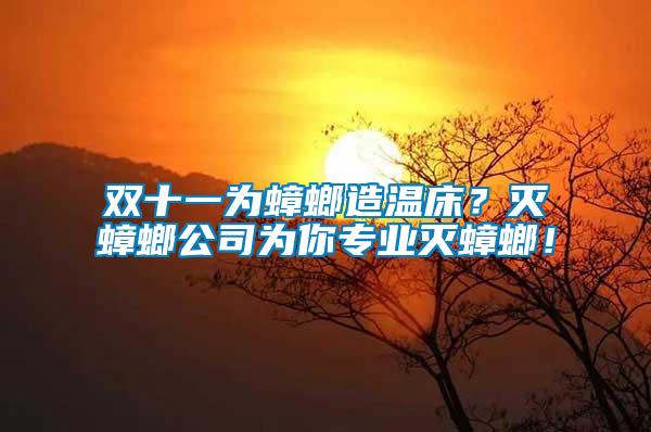 雙十一為蟑螂造溫床？滅蟑螂公司為你專業滅蟑螂！