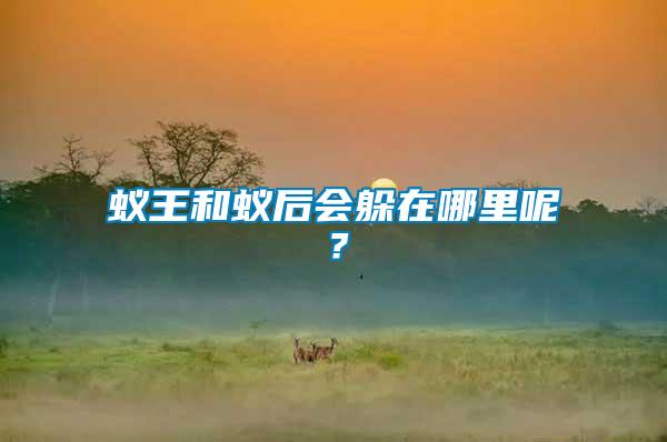 蟻王和蟻后會(huì)躲在哪里呢?