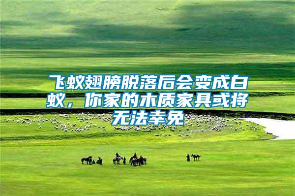 飛蟻翅膀脫落后會變成白蟻,你家的木質(zhì)家具或?qū)o法幸免