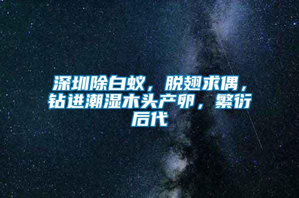 深圳除白蟻,脫翅求偶,鉆進(jìn)潮濕木頭產(chǎn)卵,繁衍后代