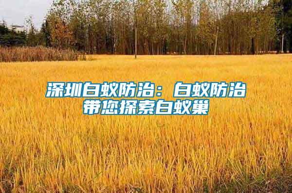 深圳白蟻防治:白蟻防治帶您探索白蟻巢