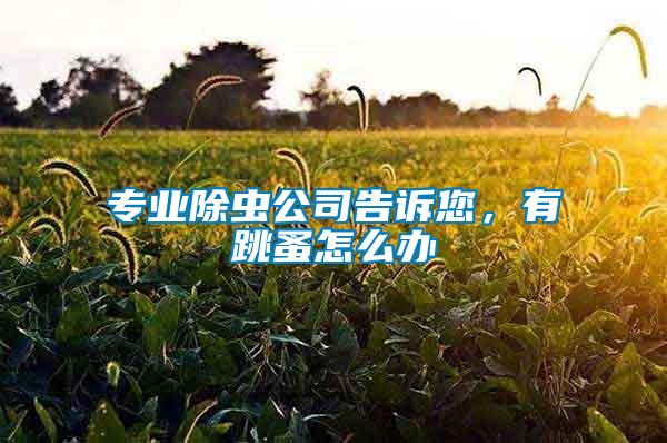 專業(yè)除蟲公司告訴您,有跳蚤怎么辦