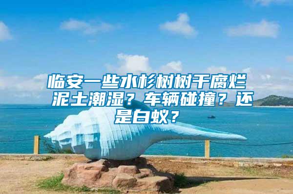 臨安一些水杉樹樹干腐爛 泥土潮濕?車輛碰撞?還是白蟻?