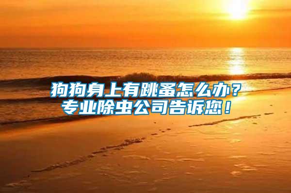 狗狗身上有跳蚤怎么辦?專業除蟲公司告訴您!