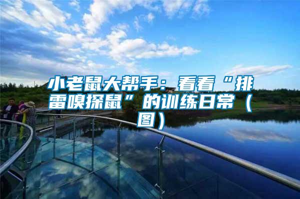 小老鼠大幫手:看看“排雷嗅探鼠”的訓練日常(圖)