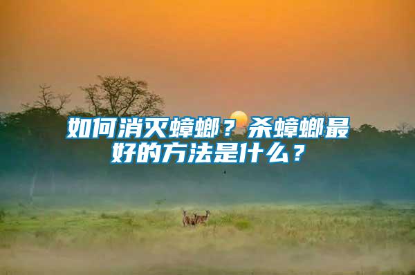 如何消滅蟑螂？殺蟑螂最好的方法是什么？