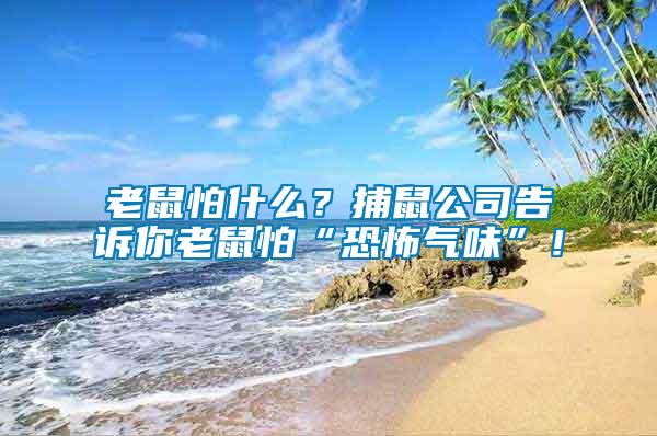 老鼠怕什么？捕鼠公司告訴你老鼠怕“恐怖氣味”！