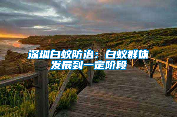 深圳白蟻防治:白蟻群體發(fā)展到一定階段