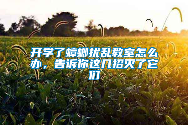 開學了蟑螂擾亂教室怎么辦，告訴你這幾招滅了它們