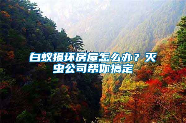 白蟻損壞房屋怎么辦？滅蟲公司幫你搞定