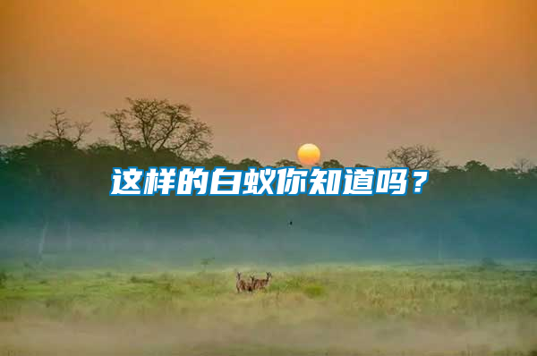 這樣的白蟻你知道嗎？