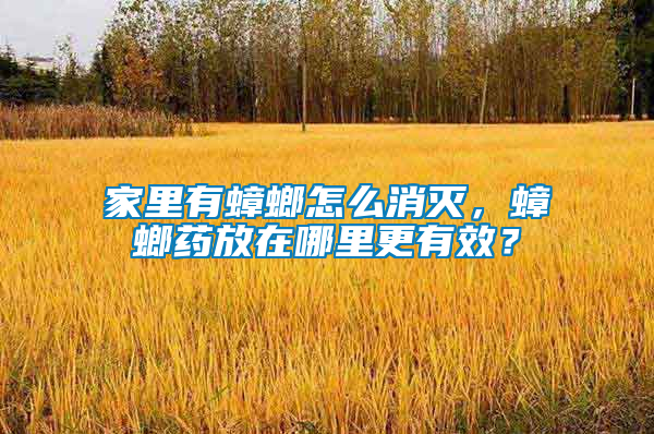 家里有蟑螂怎么消滅,蟑螂藥放在哪里更有效?