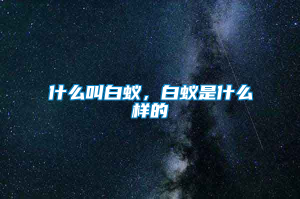 什么叫白蟻,白蟻是什么樣的