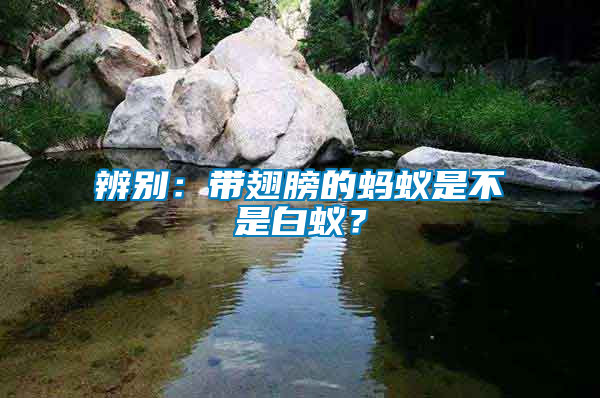 辨別：帶翅膀的螞蟻是不是白蟻？